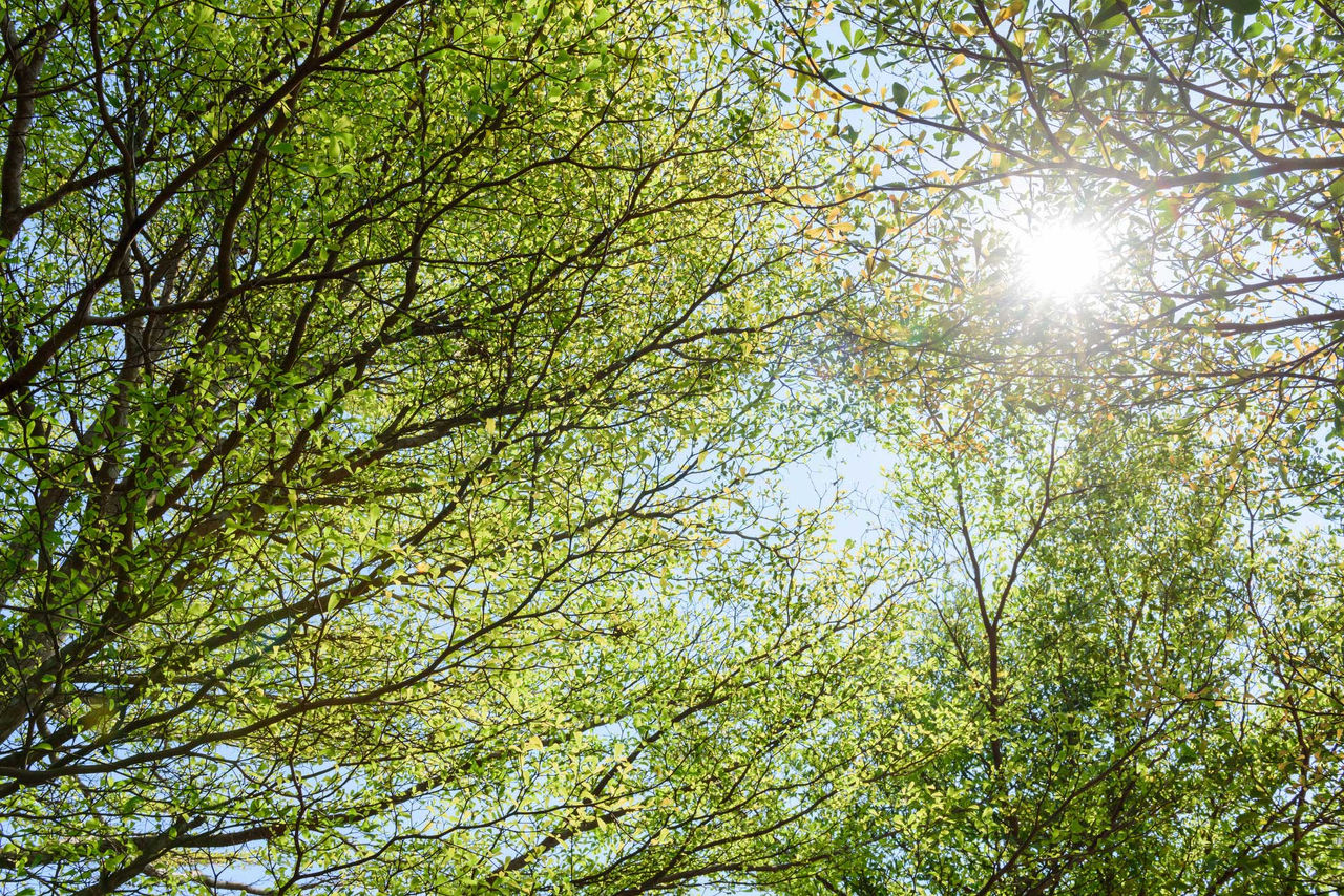 Beautiful trees  and sun light; Shutterstock ID 368856833; Purchase Order: 5433-000218; Job: Web-Relaunch; Client/Licensee: Techem Energy Services GmbH; Other: SF (WB)