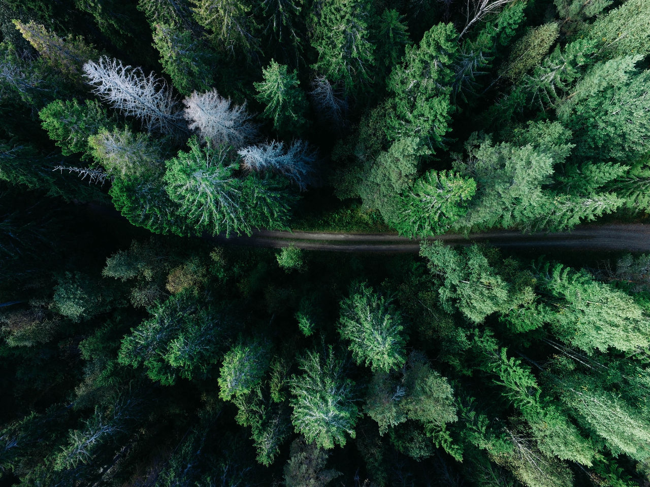 Forest tree tops ; Shutterstock ID 659233576; purchase_order: TES 0000; job: Lizensierung für S. Schimke und S. Schreiber; client: Techem / faust&auge; other: 